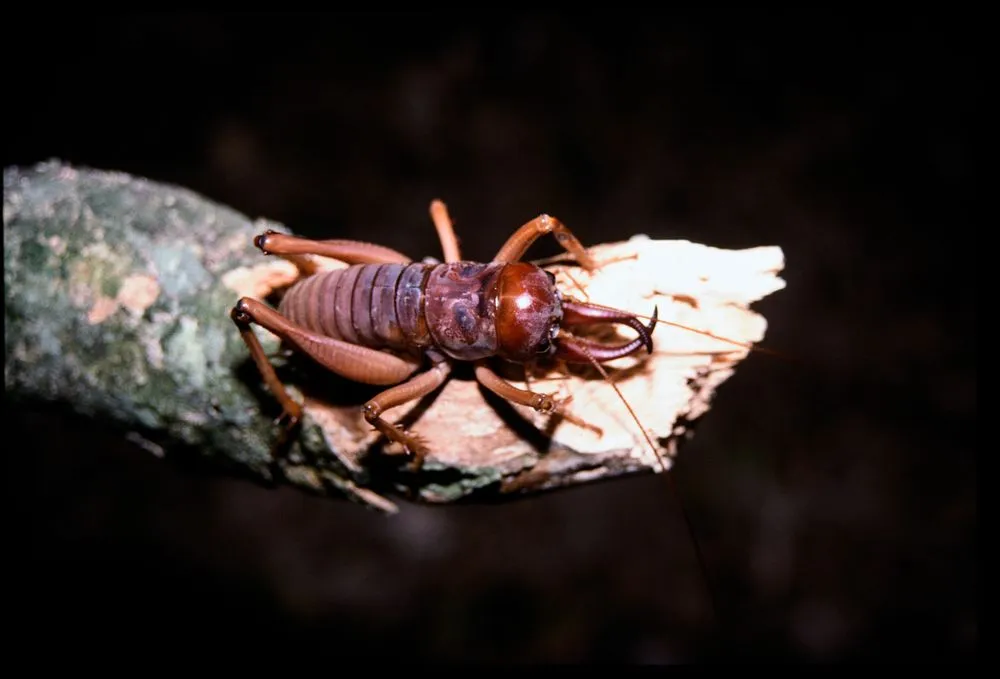 Tusked weta