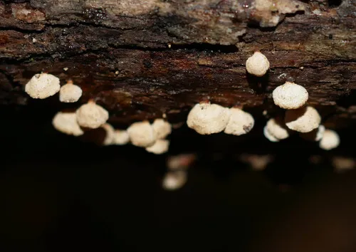 Panellus luxfilamentus