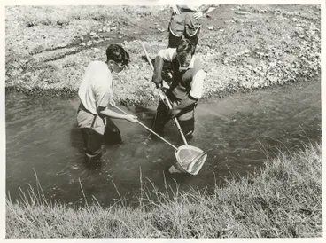 Image: Fisheries experiment with apparatus for stunning fish. Horokiwi Stream, Wellington.