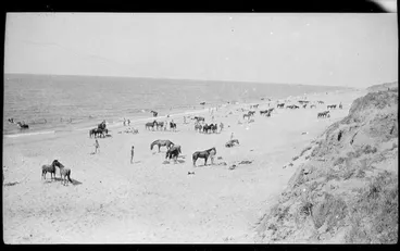 Image: Troops of the ANZAC Mounted Division and their horses on the beach at Marakeb.