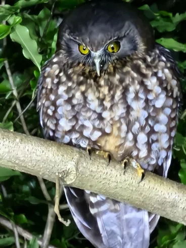 Image: Ruru (Morepork)