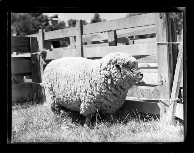 Motueka A&P Show 1938