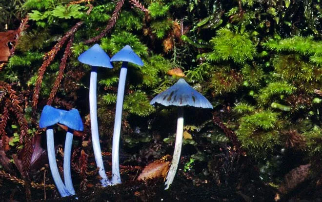Blue mushroom
