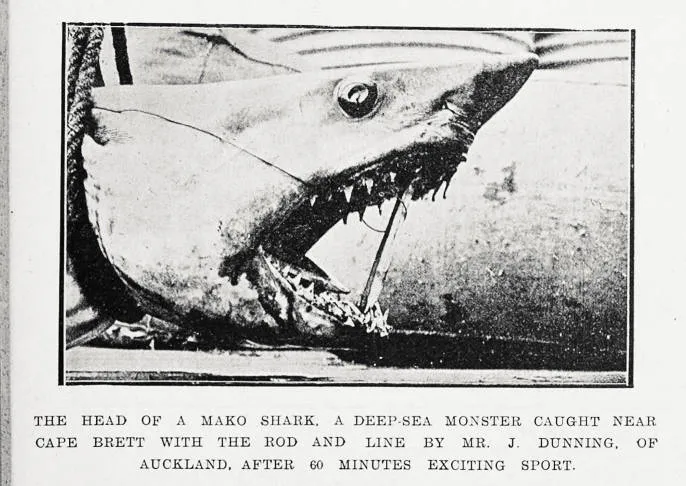 The head of a mako shark, a deep-sea monster caught near Cape Brett with the rod and line by Mr. J. Dunning, of Auckland, after 60 minutes sport