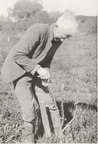 Hubert Holdaway grafting the first tree, 1959