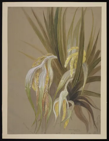 Image: Harris, Emily Cumming, 1837-1925: Astelia cunninghamii. (Kowharowharo). [Between 1880 and 1900?]