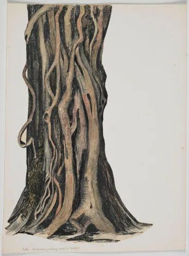 Image: Myrtaceae - unidentified species