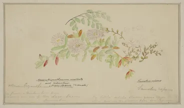 Image: Harris, Emily Cumming, 1837-1925: Mesembryanthemum australe and Adantium (Sugar Loaves, Taranaki). Samolus repens. [ca 1860]