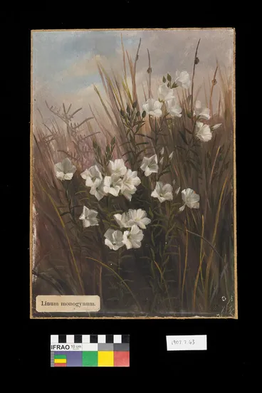 Image: Painting: Linum monogynum (rauhuia/New Zealand true flax)