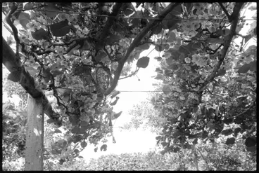 Image: Chinese Gooseberries