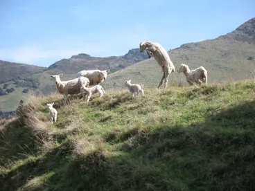 Image: An encounter with spring lambs Port Hills