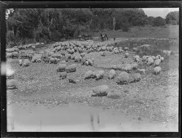 Image: Rural scene, featuring flock of sheep on riverbank and including drovers with sheepdogs, location unknown
