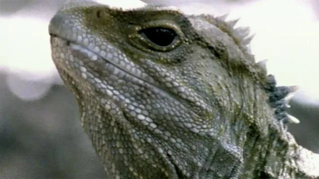 Evolution of tuatara