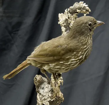 Piopio Image: Piopio