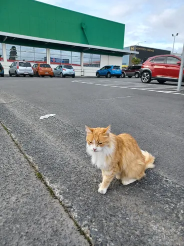 Image: Angus the "Countdown Cat; 2023