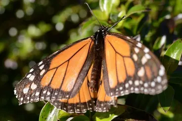 Image: Monarch