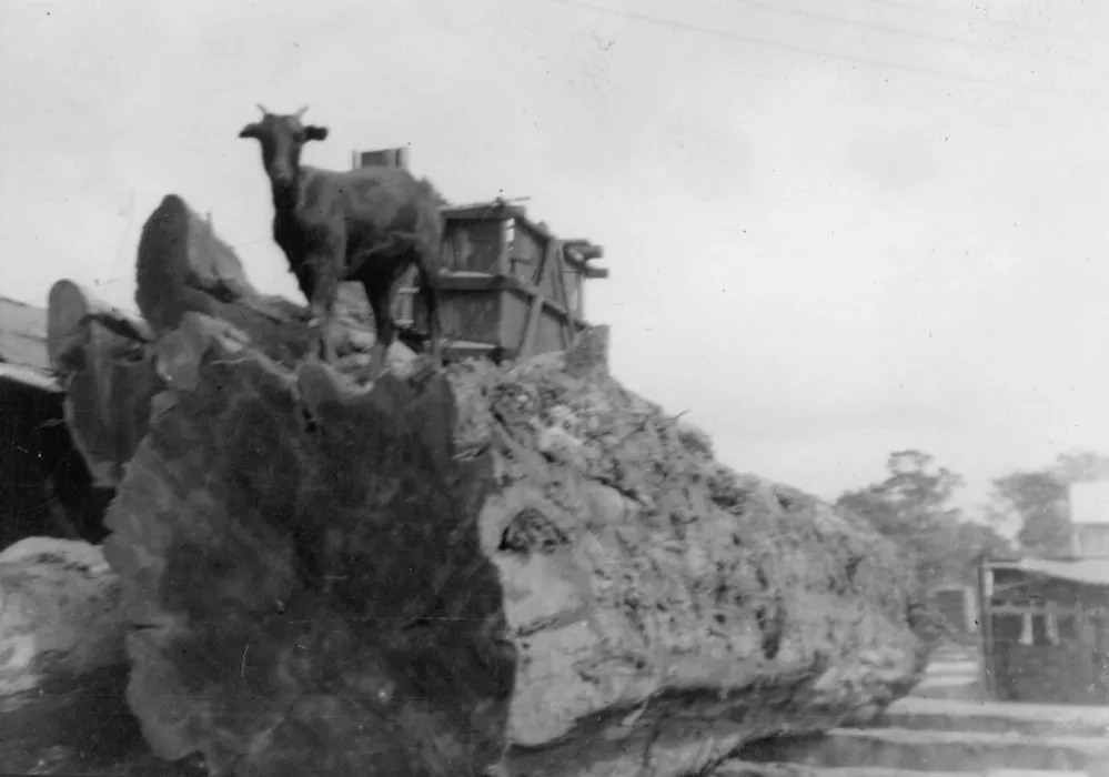 Timber industry; Campbells Sawmills Ltd, Goodshed Road; Gilbert Goat on top of rimu log.