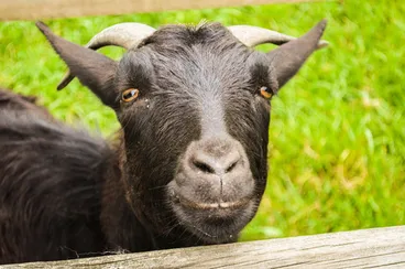 Image: Domestic Goat