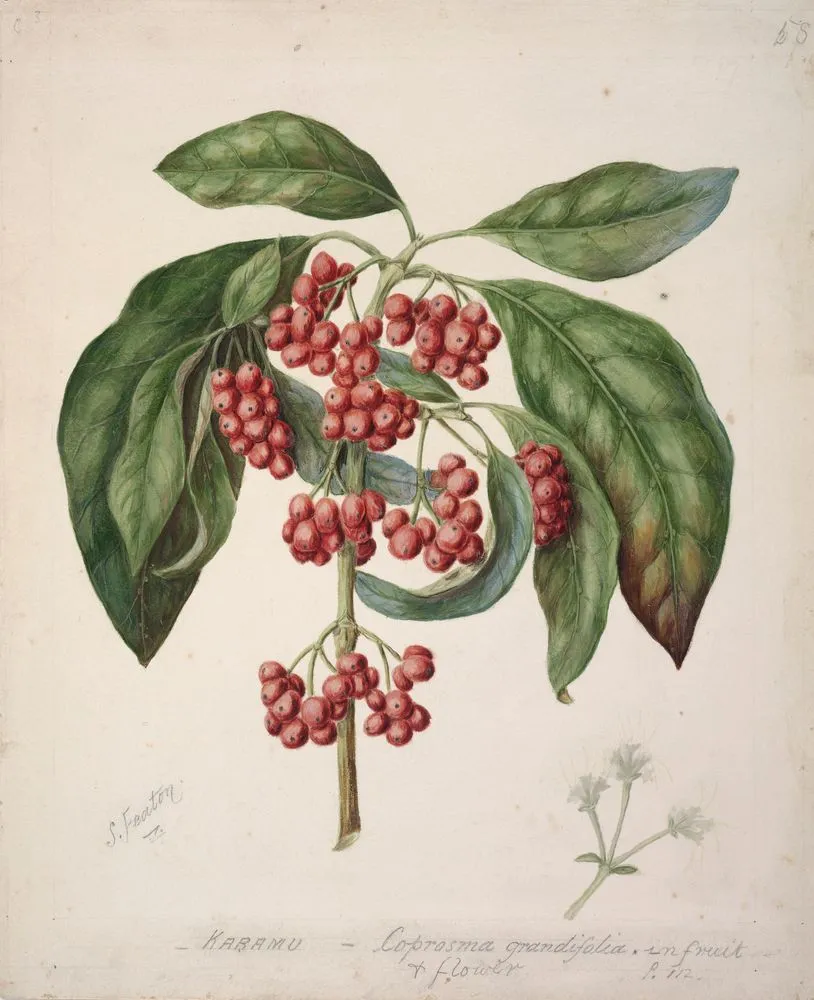 Coprosma australis / Kanono