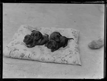 Image: Four Dachshund puppies on a cushion