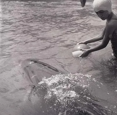 Opo: The Hokianga Dolphin (#13)