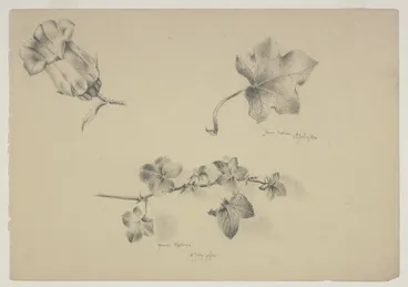 Image: Harris, Emily Cumming, 1837-1925: From nature, 11th July 1892; from nature, 18 July 1892.