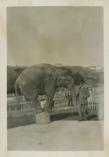 Image: Elephant at Auckland Zoo