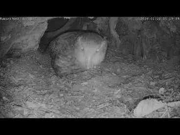 Image: Rakiura Nest Prepping - 21 January
