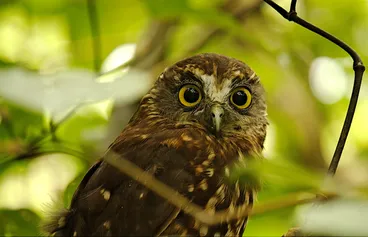 Image: Morepork