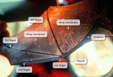 Image: Wing of a long-tailed bat