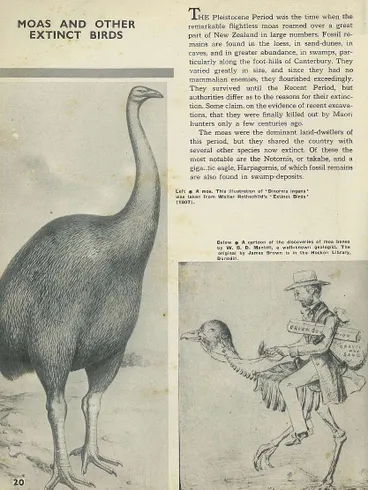 Image: A moa. This illustration of 'Dinornis ingens' was taken from Walter Rothschild's 'Extinct Birds' (1907)