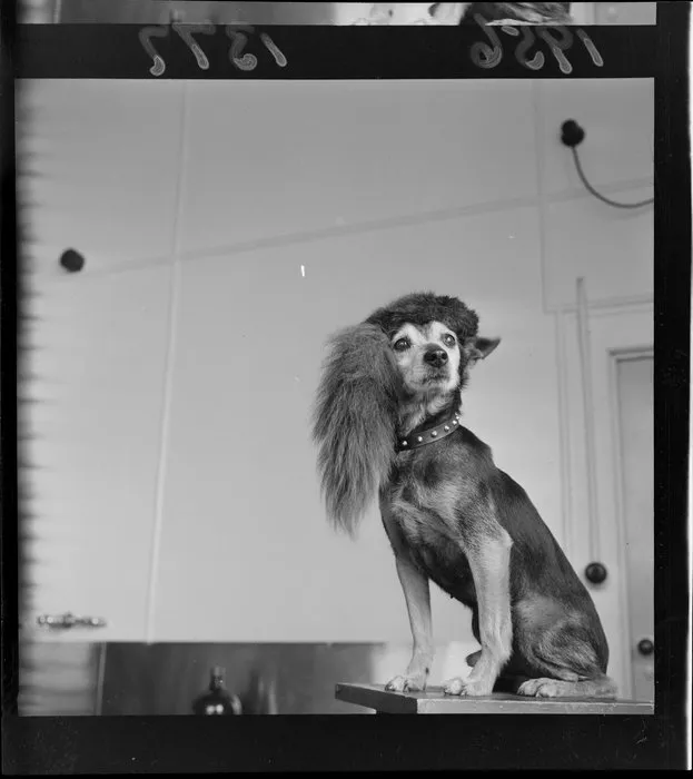 A dog named 'Darkie' sporting a 'Davy Crockett' hat