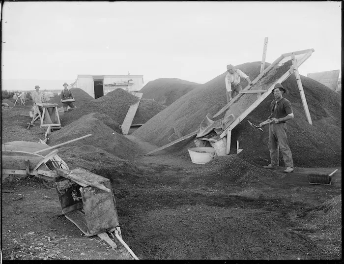 Gum diggers, Northland