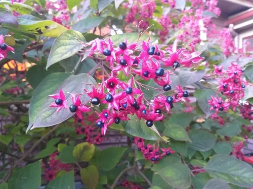 Harlequin glorybower