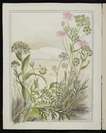 Image: Harris, Emily Cumming, 1837-1925: Ligusticums. 1. Ligusticum intermedium... 2. Ligusticum aromaticum... 3. Ligusticum piliferum. [1890-1896].