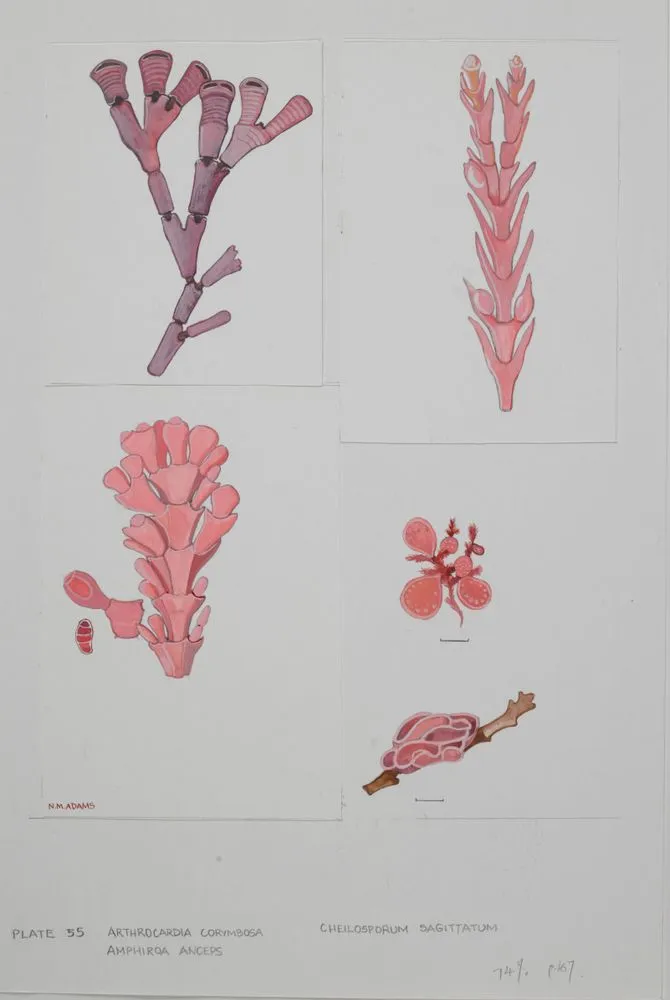Watercolour illustration of seaweed specimens, Plate 55 from 'Seaweeds of New Zealand'