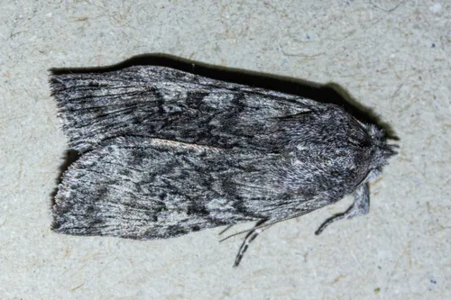 Physetica phricias