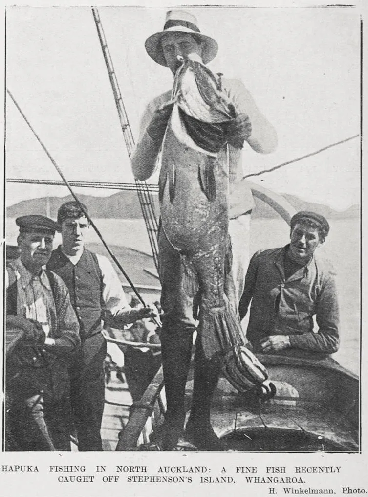 HAPUKA FISHING IN NORTH AUCKLAND: A FINE FISH RECENTLY CAUGHT OFF STEPHENSON'S ISLAND, WHANGAROA