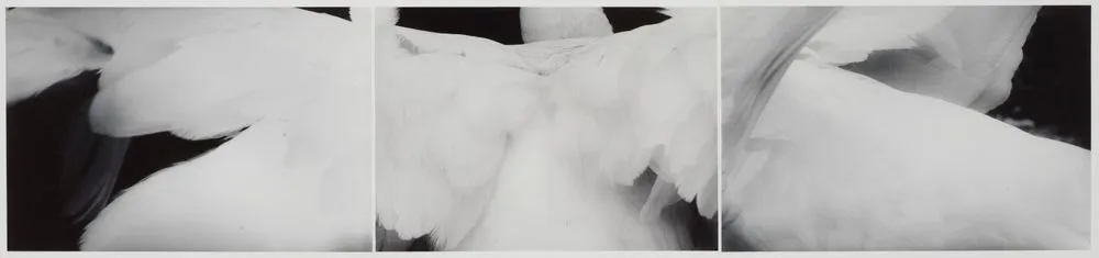 Swan no. 2. From the series: Song... without words