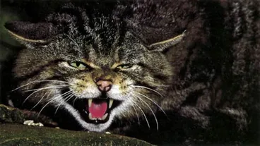 Image: Feral cat