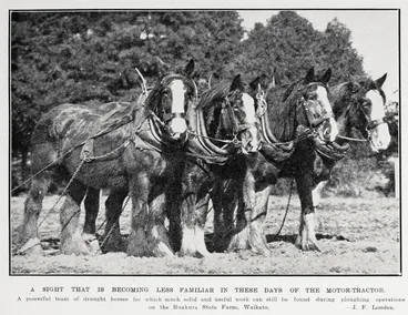 Image: A sight that is becoming less familiar in these days of the motor-tractor