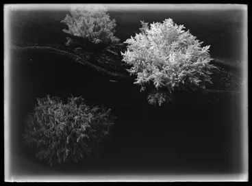 Image: Nature studies - 1929