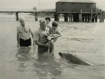 Image: "Opo" (Known as "Opo Jack"), the celebrity dolphin of Opononi, entertains visitors in 1956