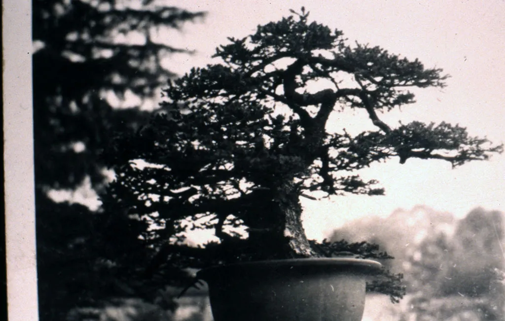 Bonsai tree, Tokyo, 1951