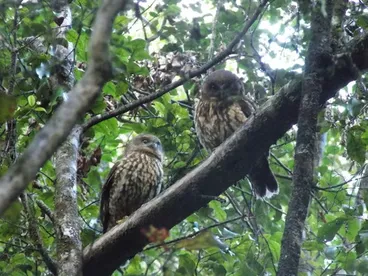 Image: Morepork