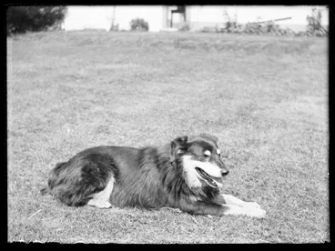 Image: Cheslyn Rise - Stocks and Paddocks