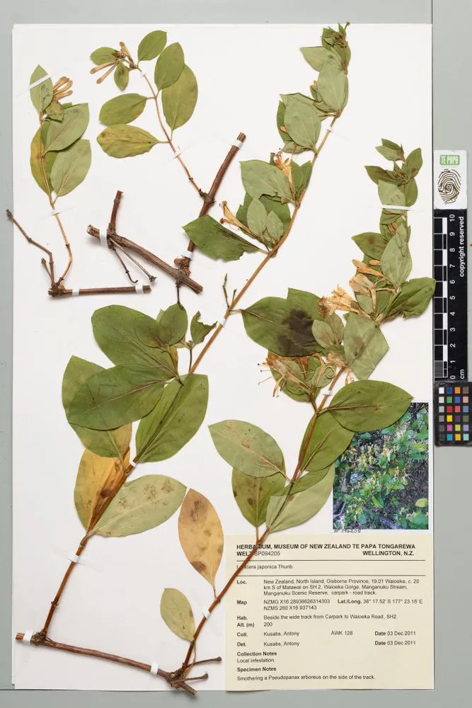 Japanese honeysuckle, Lonicera japonica Thunb.