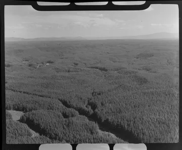 Image: Pine plantations, Tokoroa