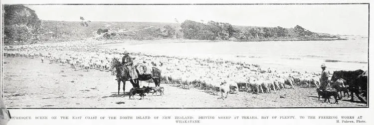 Picturesque scene on the east coast of the North Island of New Zealand: driving sheep at Te Kaha, Bay of Plenty, to the freezing works at Whakatane