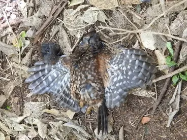 Image: Ruru (Morepork)